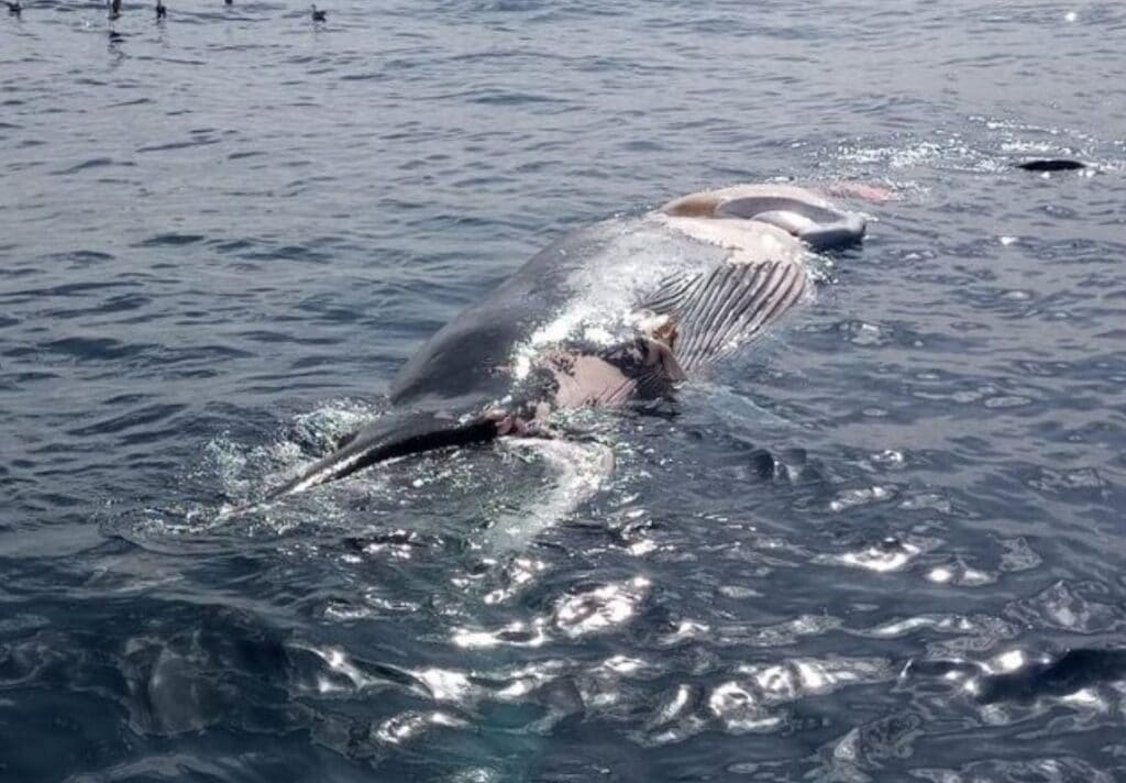 Gran Canaria: Toter 12-Meter-Wal vor Las Palmas geborgen